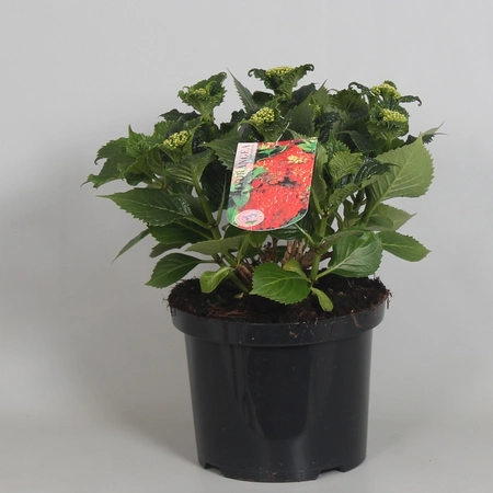 Tuinhortensia rood - Hydrangea macrophylla - Potmaat 23 cm - afbeelding 3