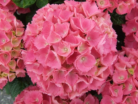 Tuinhortensia roze - Hydrangea macrophylla - Potmaat 23 cm - afbeelding 4