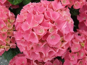 Tuinhortensia roze - Hydrangea macrophylla - Potmaat 23 cm - afbeelding 4
