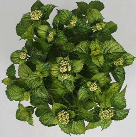 Tuinhortensia roze - Hydrangea macrophylla - Potmaat 23 cm - afbeelding 2
