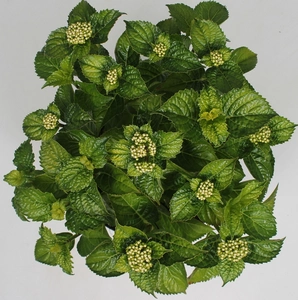 Tuinhortensia roze - Hydrangea macrophylla - Potmaat 23 cm - afbeelding 2