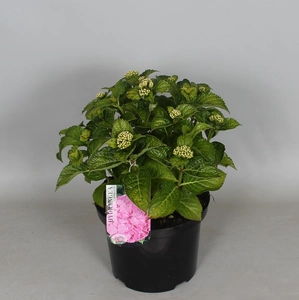 Tuinhortensia roze - Hydrangea macrophylla - Potmaat 23 cm - afbeelding 3