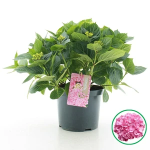Tuinhortensia roze - Hydrangea macrophylla - Potmaat 23 cm - afbeelding 1