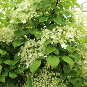 (05) HYDRANGEA PETIOLARIS 60 C 2 ECK