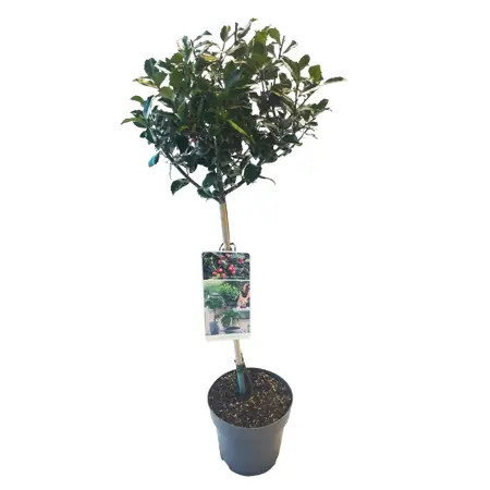 (05) ILEX MESERVEAE 'BLUE MAID' C 3