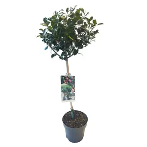 (05) ILEX MESERVEAE 'BLUE MAID' C 3