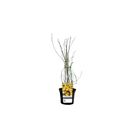 (05) KERRIA JAPONICA 'PLENIFLORA', 40-60 C 3