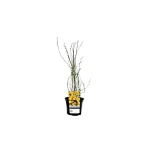 (05) KERRIA JAPONICA 'PLENIFLORA', 40-60 C 3