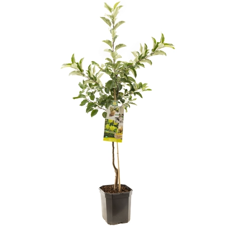 (05) MALUS DOM. GOLDEN DELICIOUS LAAGST - afbeelding 1