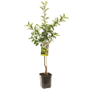 (05) MALUS DOM. GOLDEN DELICIOUS LAAGST - afbeelding 1