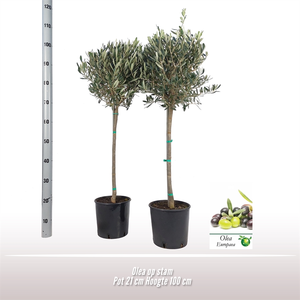 (05) OLEA EUROPAEA OP STAM 100CM P21