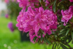 (05) RHODO. EASYDENDRON® HYBR.'GRAZEASY'®, 30-40 C 5 - afbeelding 2