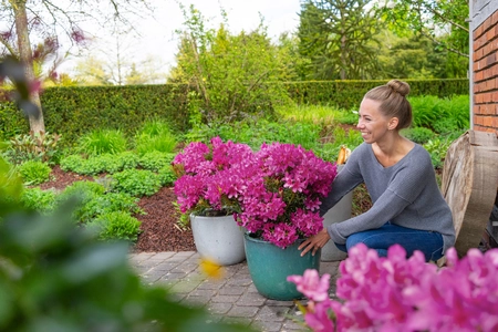 (05) RHODO. EASYDENDRON® HYBR.'GRAZEASY'®, 30-40 C 5 - afbeelding 2