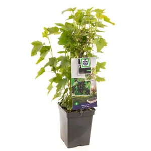 (05) RIBES NIGRUM TITANIA (ZWARTE BES) - afbeelding 2