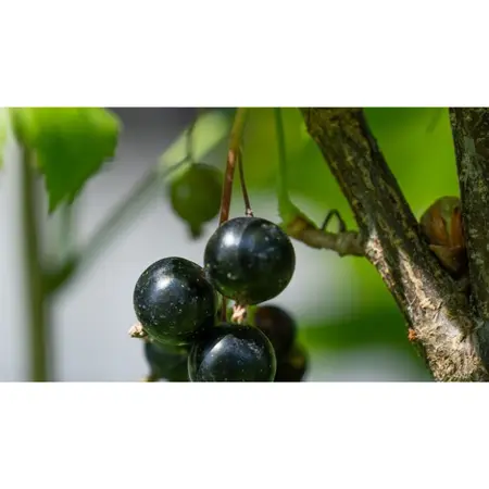 (05) RIBES NIGRUM TITANIA (ZWARTE BES) - afbeelding 2