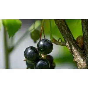 (05) RIBES NIGRUM TITANIA (ZWARTE BES) - afbeelding 2