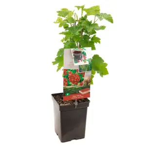 (05) RIBES RUBRUM JONKHEER V TETS P18 - afbeelding 2