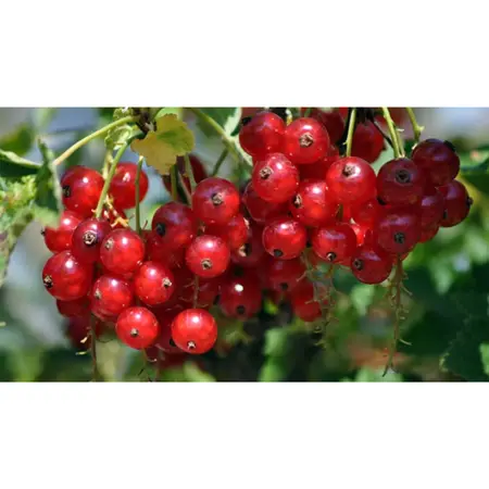 (05) RIBES RUBRUM JONKHEER V TETS P18 - afbeelding 2