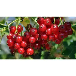 (05) RIBES RUBRUM JONKHEER V TETS P18 - afbeelding 2