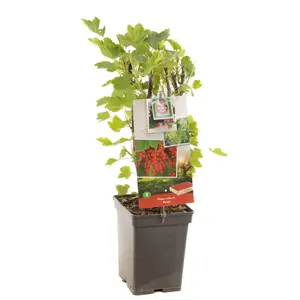 (05) RIBES RUBRUM ROLAN - afbeelding 2