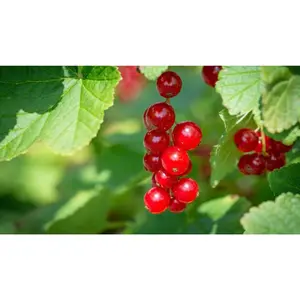 (05) RIBES RUBRUM ROLAN - afbeelding 2