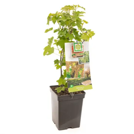 (05) RIBES RUBRUM WITTE BES - afbeelding 1