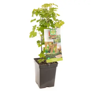 (05) RIBES RUBRUM WITTE BES - afbeelding 2