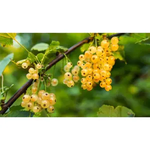 (05) RIBES RUBRUM WITTE BES - afbeelding 2