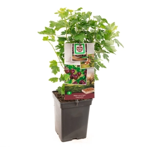 (05) RIBES UVA-CRISPA CAPTIVATOR