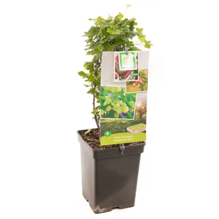 (05) RIBES UVA-CRISPA HINNONMÄKI GRÖN - afbeelding 1