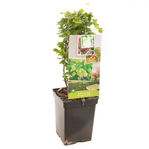 (05) RIBES UVA-CRISPA HINNONMÄKI GRÖN - afbeelding 2