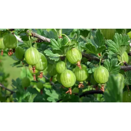 (05) RIBES UVA-CRISPA HINNONMÄKI GRÖN - afbeelding 2