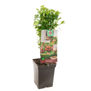 (05) RIBES UVA-CRISPA HINNONMÄKI RÖD - afbeelding 2