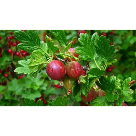 (05) RIBES UVA-CRISPA HINNONMÄKI RÖD - afbeelding 2