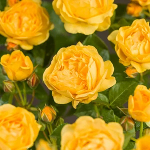 (05)  ROSA 'ABSOLUTELY FABULOUS'® C3RP - afbeelding 2