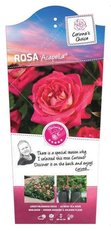 (05)  ROSA 'ACAPELLA'® C3RP