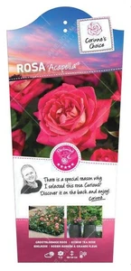 (05) ROSA 'ACAPELLA'® C3RP