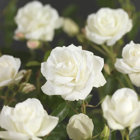 Rosa Bright Meilove – Frisse witte bloei, lage groei - afbeelding 1