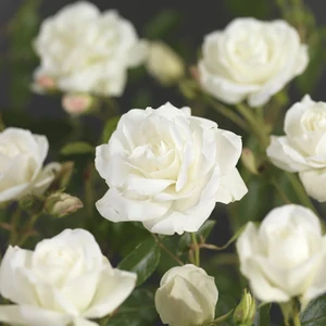 Rosa Bright Meilove – Frisse witte bloei, lage groei - afbeelding 1