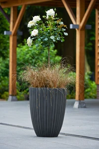 Rosa Bright Meilove – Frisse witte bloei, lage groei - afbeelding 2