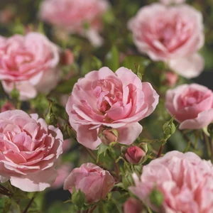 (05)  ROSA 'BONICA'® C3RP - afbeelding 3