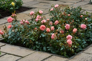(05)  ROSA 'BONICA'® C3RP - afbeelding 4
