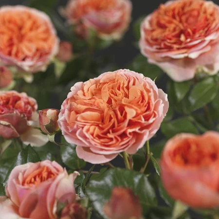 (05)  ROSA 'CHIPPENDALE'® C3RP - afbeelding 5