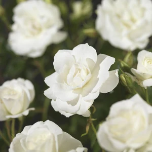 (05)  ROSA 'CLIMBING ICEBERG'® C3RP - afbeelding 3