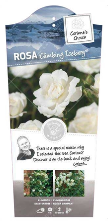 (05)  ROSA 'CLIMBING ICEBERG'® C3RP - afbeelding 1