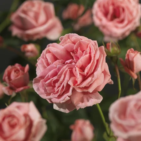 (05)  ROSA 'CORAL DAWN'® C3RP - afbeelding 3