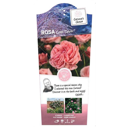 (05)  ROSA 'CORAL DAWN'® C3RP - afbeelding 1