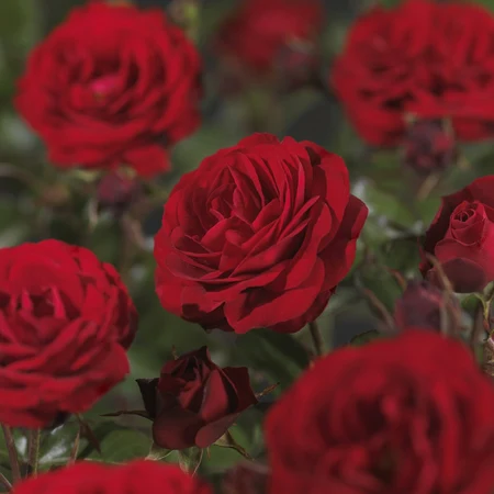 (05)  ROSA 'EUROPEANA' C3RP - afbeelding 4