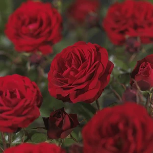 (05)  ROSA 'EUROPEANA' C3RP - afbeelding 4