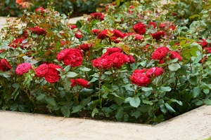 (05)  ROSA 'EUROPEANA' C3RP - afbeelding 3